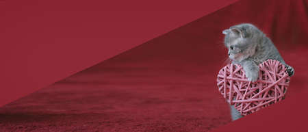 Cat holding a pink Valentines Day heart on a red background. Website banner or social media coverの写真素材