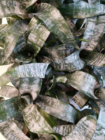 Beautiful aechmea leaves. Flowers indoors. Background imageの写真素材