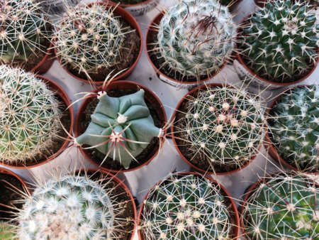 Many green cactus plant with spikes in small pots. Flowers indoors. Background image