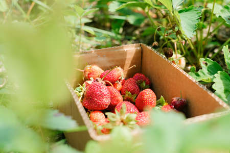Fresh ripe organic strawberry in the box on pick your own berry plantation. Eco-friendly products of our own production. Close-up. Gardening and agriculture conceptの写真素材
