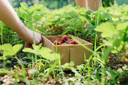 Picking strawberries in garden. Hands picking ripe harvest of strawberries. Vegan vegetarian home...