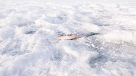 Fish in the snow. Winter fishing. Background imageの写真素材