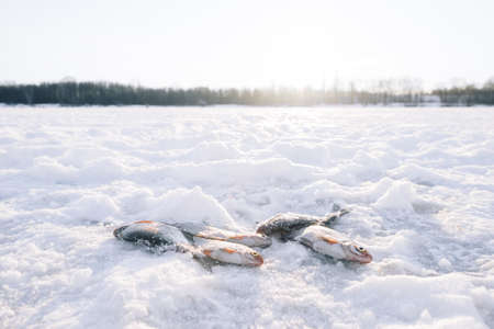 Fish in the snow. Winter fishing. Background imageの写真素材
