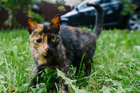 Curious kitten with different-colored eyes and a two-color color walks in the grass. selective focusの写真素材