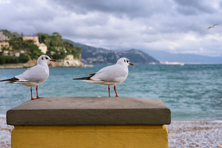 SANTA MARGHERITA LIGURE, ITALY. Seagulls on the coast of a beautiful Italian city on the mediterranean sea on a winter cloudy dayの写真素材