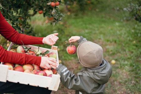 Child helps to pick apples in garden. Agriculture and gardening conceptの写真素材