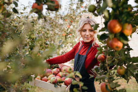 Cute farmer woman with freshly harvested apples in wooden box. Agriculture and gardening conceptの写真素材