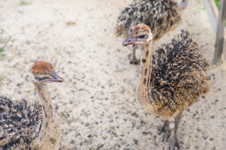 Youngostrichs at ostrich farm. Farmer breeding of ostriches in Europeの写真素材