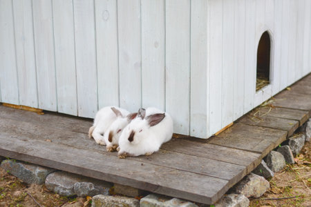 Two little rabbits sit huddled together near rabbit house. Outdoor summer petting zoo for kids. Farmingの写真素材
