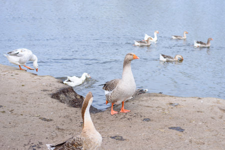 Goose on rural barnyard. Waterfowl free range. Farming concept and waterfowl breedingの写真素材