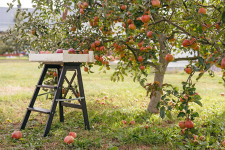 Harvest of fresh ripe red apples just collected from trees in large wooden pallet. Production of orchards farmの写真素材
