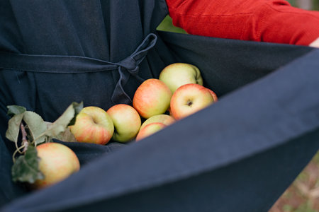 Harvest of fresh ripe red apples just collected from trees in farmers robe. Production of orchards...