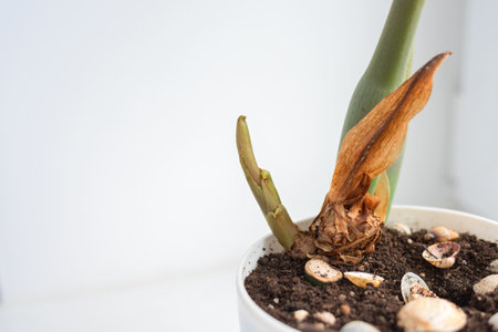 Zamioculcas. Growth of new shoot. Indoor plants and home floriculture. Closeup