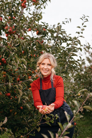 Harvest apples. Cute farmer woman with freshly harvested apples in basket. Agriculture and gardening...