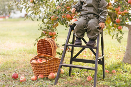 Kid near basket with apples during harvest season in countrysideの写真素材