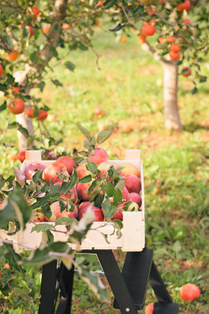Red apples in wooden box in picking apples time in autumn orchard on farm in autumn sunny day. Backgroundの写真素材