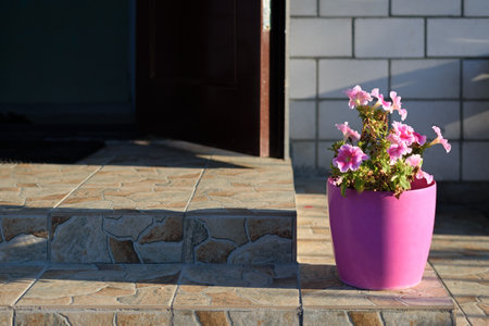 Petunia flowers in pink pot on steps at entrance to houseの写真素材
