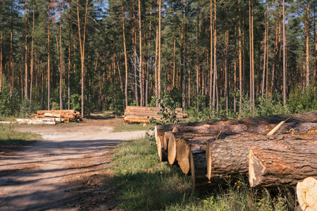 Pine wood stacked outdoors. Timber harvesting. wood industry