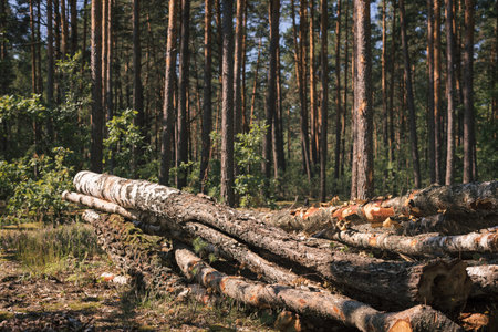Birch wood stacked outdoor. Sawmillの写真素材