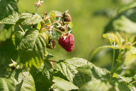 Red raspberry are ripening in garden. Summer green sunny background