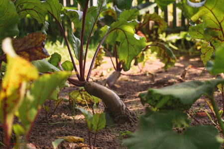 Young beets grow in soil on garden bed. Organic farming