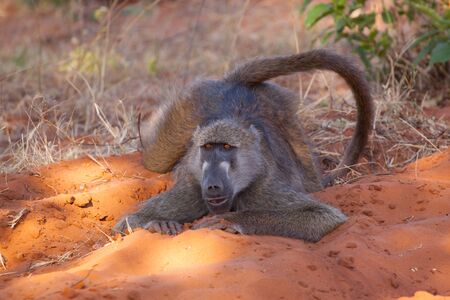 Just a baboon chilling in Chobe National Park, Botswana.の写真素材