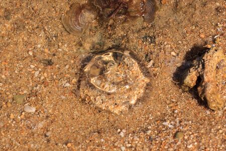 ellyfish found on the beaches of Karimunjawa, Java, Indonesia