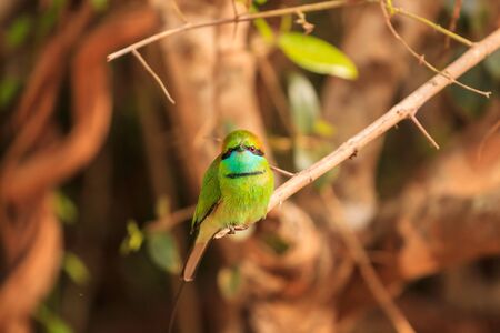 Green Bee Eater, or Merops orientalis, found Yala national Park, Sri Lankaの写真素材