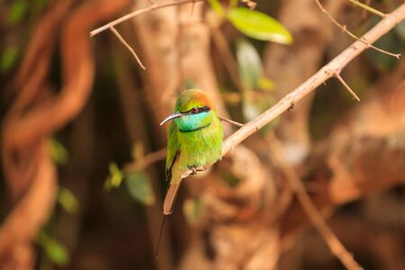 Green Bee Eater, or Merops orientalis, found Yala national Park, Sri Lankaの写真素材