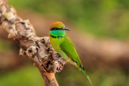 Green Bee Eater, or Merops orientalis, found Yala national Park, Sri Lankaの写真素材