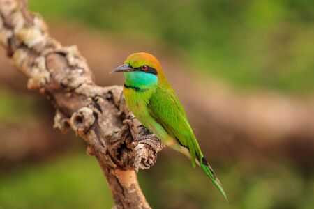 Green Bee Eater, or Merops orientalis, found Yala national Park, Sri Lankaの写真素材