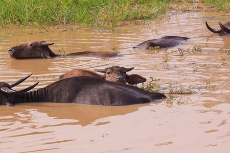 Water Buffalo in Yala National Park, Sri Lankaの写真素材