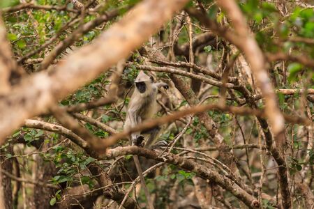 Wild Gibbon monkey in a tree, Yala National Park, Sri Lankaの写真素材