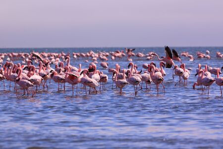 A Flamboyance of Flamingoes in Swakopmund, Namibiaの写真素材