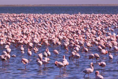 A Flamboyance of Flamingoes in Swakopmund, Namibiaの写真素材