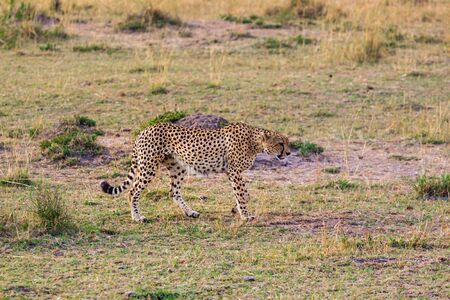Cheetah in the Masai Mara National Park, Kenyaの写真素材