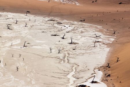 Dead trees in the Sossusvlei valley, Namibiaの写真素材