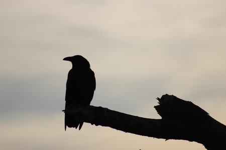 Silhouette of a crow on a barren branchの写真素材