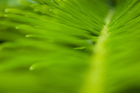 Grand Fir (Abies grandis) needles closeup