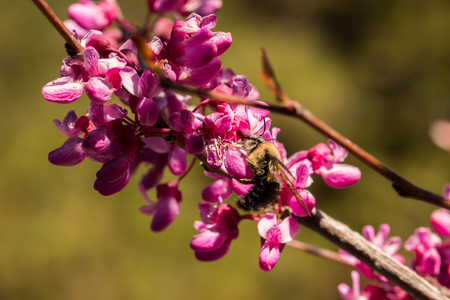 Sideview of a carpenter bee (Xylocopa), pollinating a flower of the western redbud (Cercis occidentalis), a flowering treeの写真素材