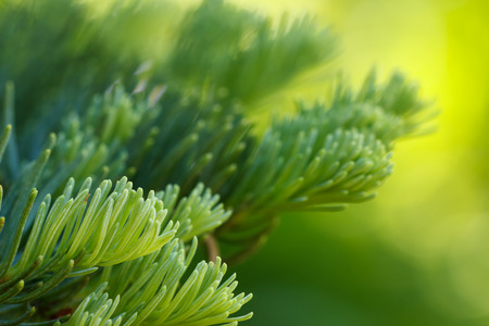 Closeup of red fir (Abies magnifica) needles against a blurred green background