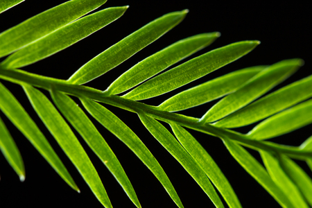 Closeup of a backlit coast redwood (Sequoia sempervirens) branch.