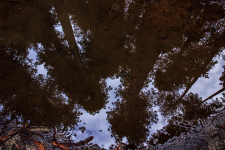 Reflection of redwood (Sequoia sempervirens) trees in a puddle. These evergreen conifers are the tallest on earth, and grow in coastal Oregon and California.の写真素材