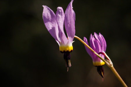 Closeup of the nodding pink, yellow, and black shooting star (Dodecatheon) wildflowers on a blurred background. Common names include American cowslip, mosquito bills, mad violets and sailor caps.の写真素材
