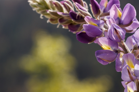 Closeup of an arching purple lupine (Lupinus) flower against a blurred backgroundの写真素材