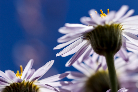 Closeup of the undersides of purple fleabane (Erigeron) flowers with light shining through the petals.の写真素材