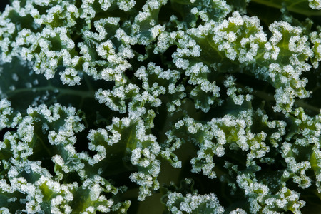 Closeup of nutritious curly leafed kale leaves covered in frost crystalsの写真素材