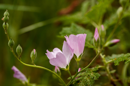 Closeup of two pink checkerbloom (Sidalcea) wildflowers in a cradle of budsの写真素材