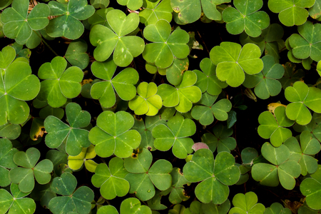 Lush green carpet of redwood sorrel (Oxalis oregona), a groundcover in redwood forests of the north coastの写真素材