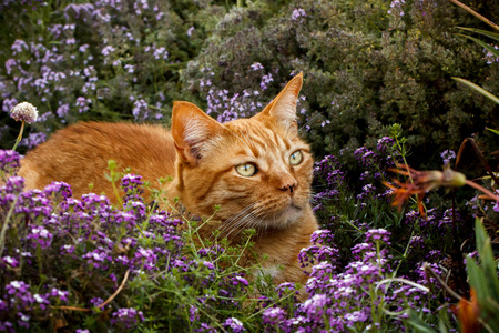 Orange tabby cat crouching in a patch of purple sweet alyssum and thyme flowers in a gardenの写真素材